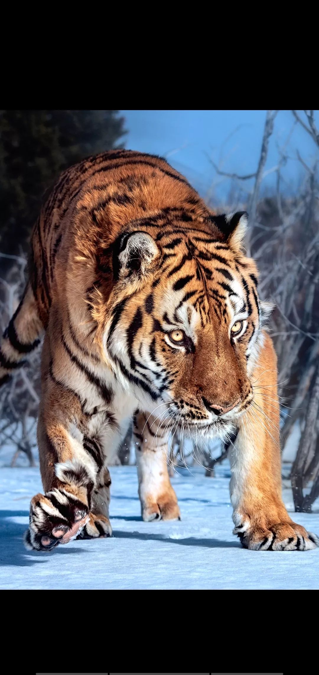 【手机壁纸】老虎,狮子,狐狸,动物世界