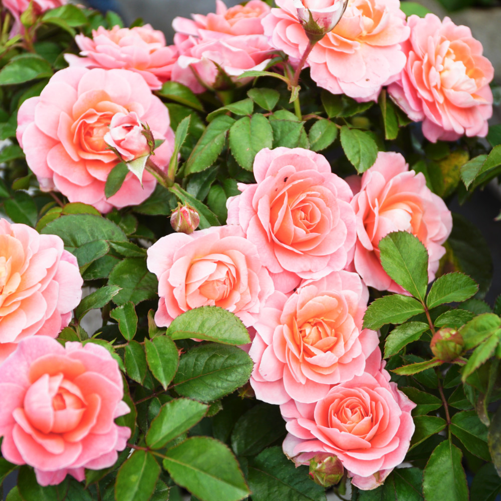 月季芳香王阳台