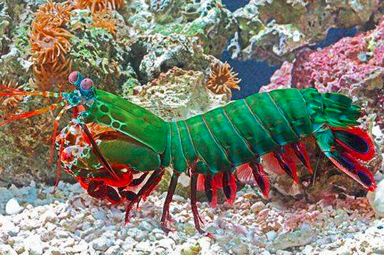 美丽却致命攻击力爆表的雀尾螳螂虾