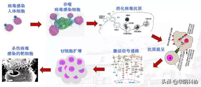 人类免疫系统如何对抗新冠状病毒