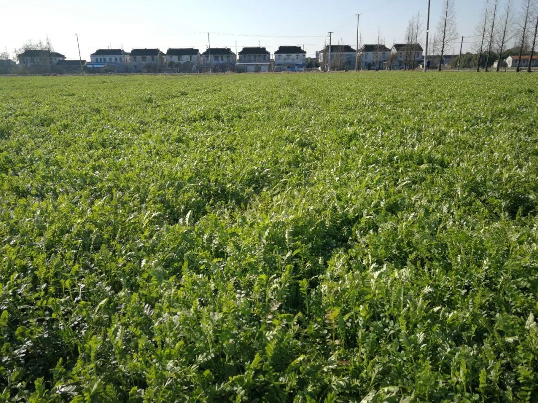 农技2020年绿肥作物春季田间管理技术意见