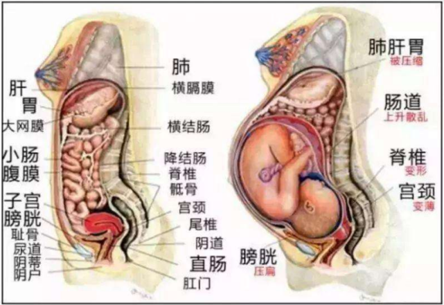 随着胎儿的发育