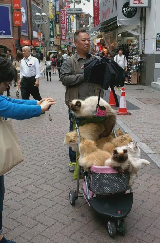 日本一大叔退休后每天用婴儿车遛猫这画风简直就是人生赢家