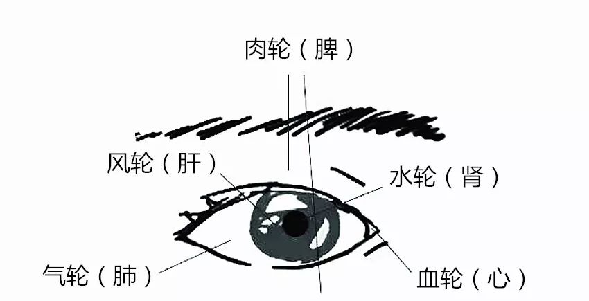 太极剑世锦赛冠军第五节 五轮滋目功理作用中医五轮学说,将眼部分为五