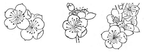 国画教程梅花与竹子的白描形态