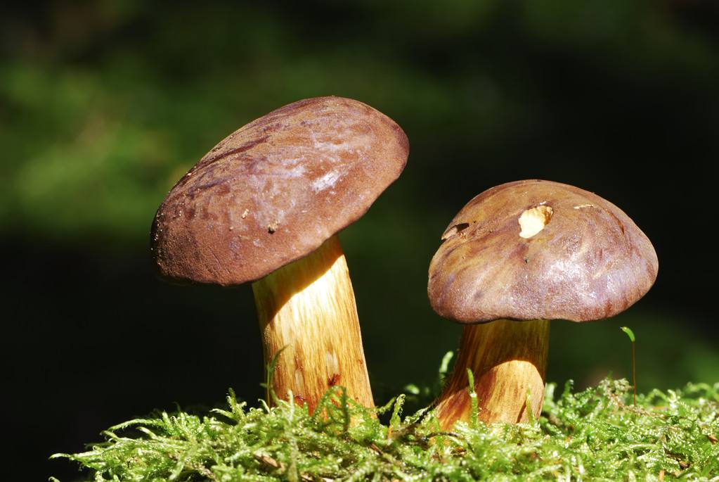 牛肝菌烘干工艺,空气能热泵牛肝菌烘干