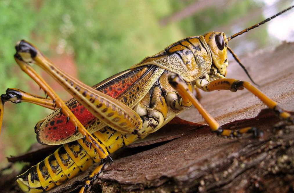 蝗虫迎来繁殖旺盛期,再不控制数量将翻倍,印巴放弃矛盾共同抗蝗