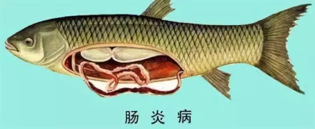 魚真的會吃到撐死嗎