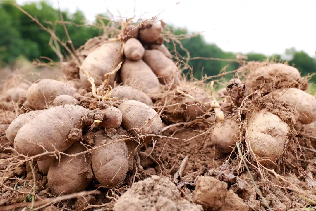 30元5斤白沙户口毛薯现挖现发大鱼大肉吃多了换个主食毛薯778