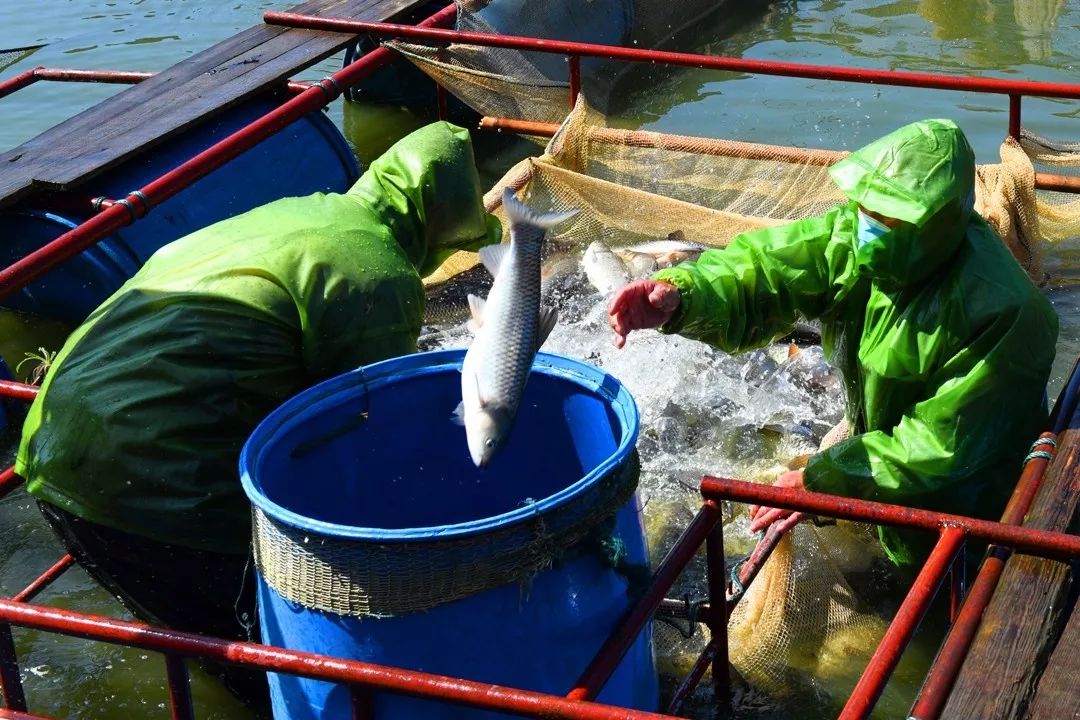 沧龙村是远近闻名的溪鱼养殖专业村.