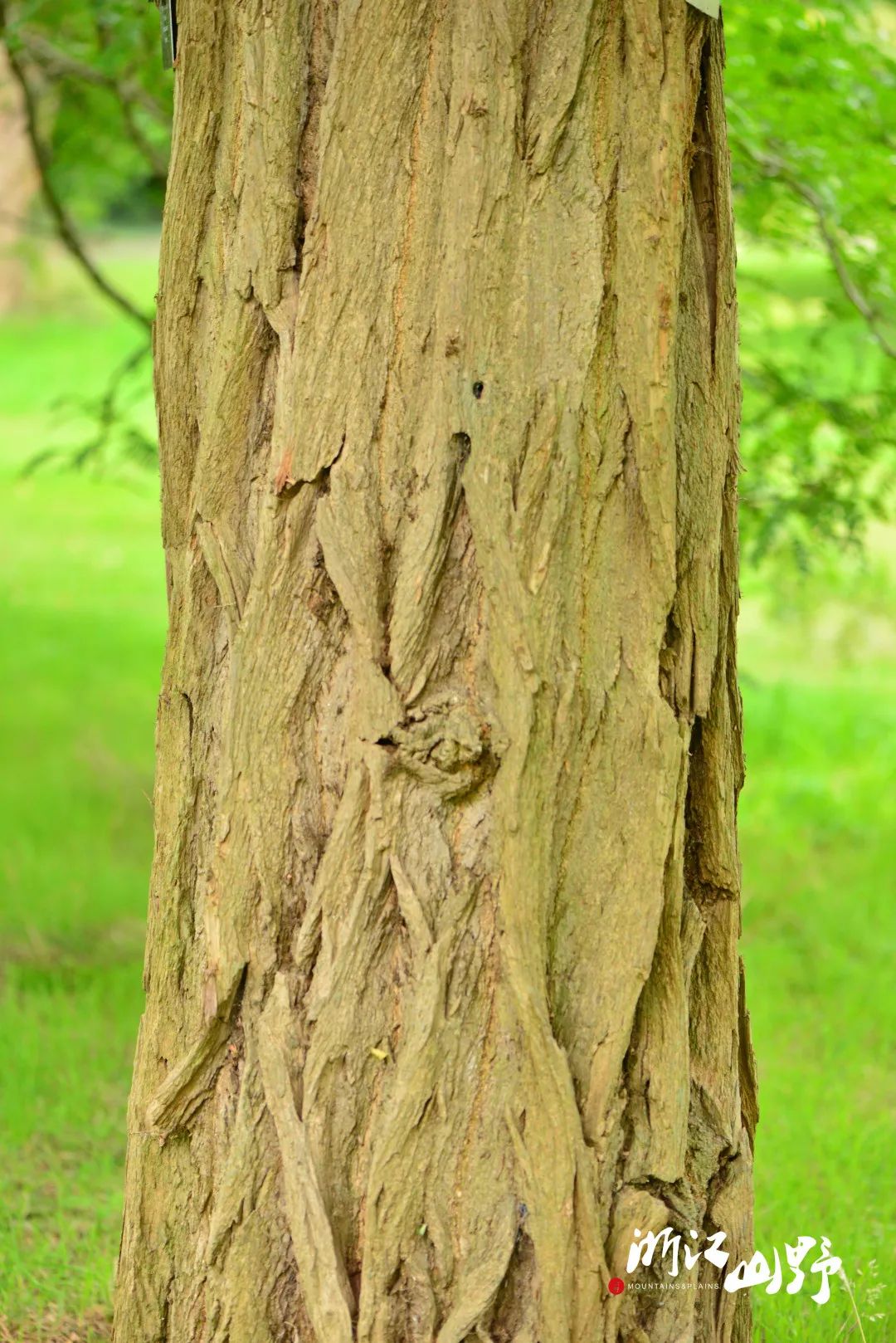木荷schima superba的树皮,皱纹浅,如蚯蚓一般蜿蜒.