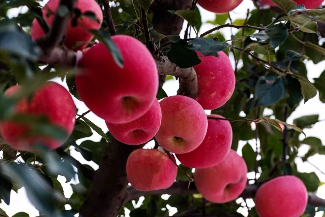 100吨烟台苹果发往湖北黄冈背后是烟台水果之乡的硬实力