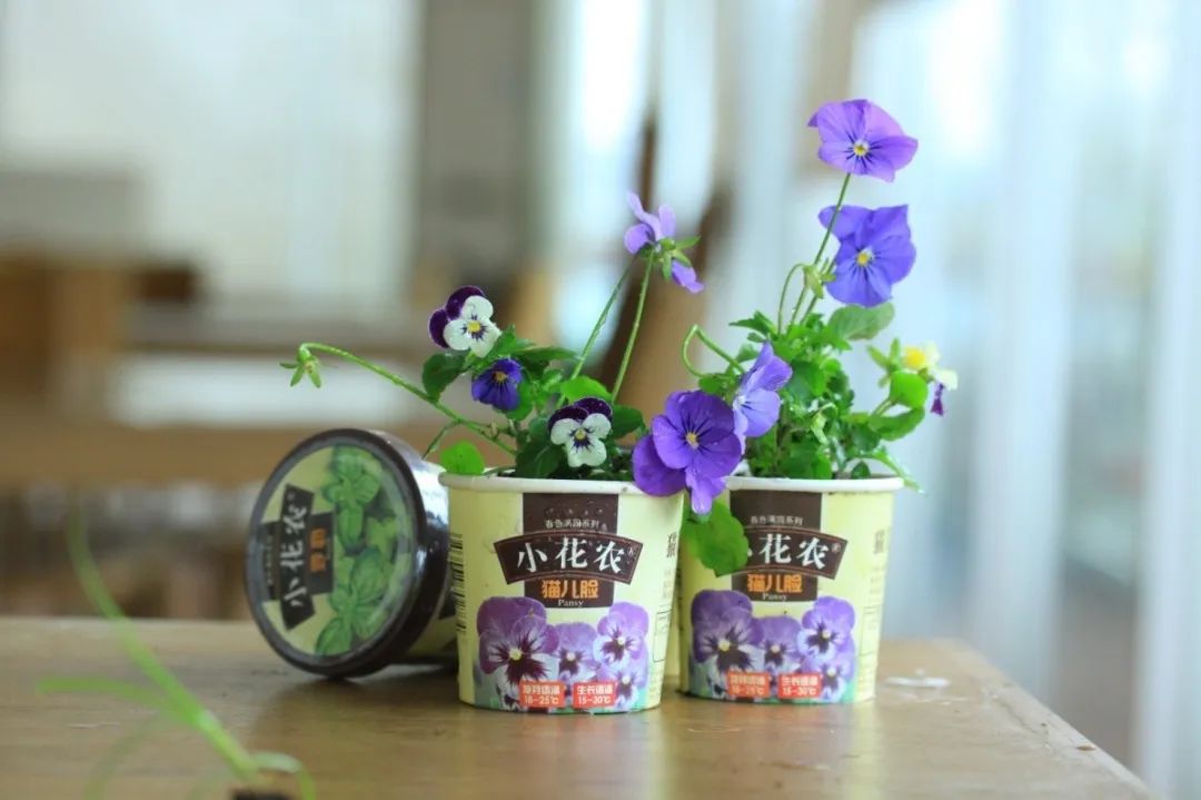 小种植大乐趣做小小花农感受家里的美丽春天