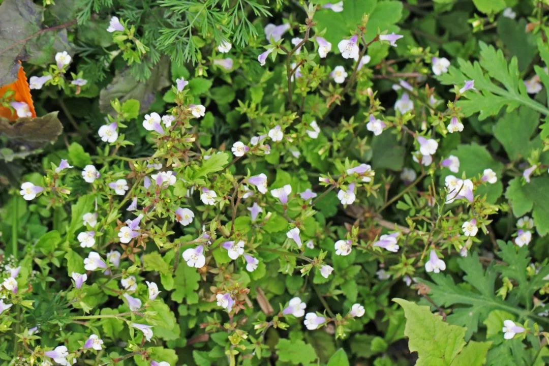 云踏青07|一点都不蓝的天蓝苜蓿长什么样?_昆虫