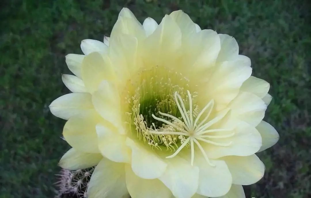 圖鑑一大撥兒仙人球開花美圖太驚豔啦