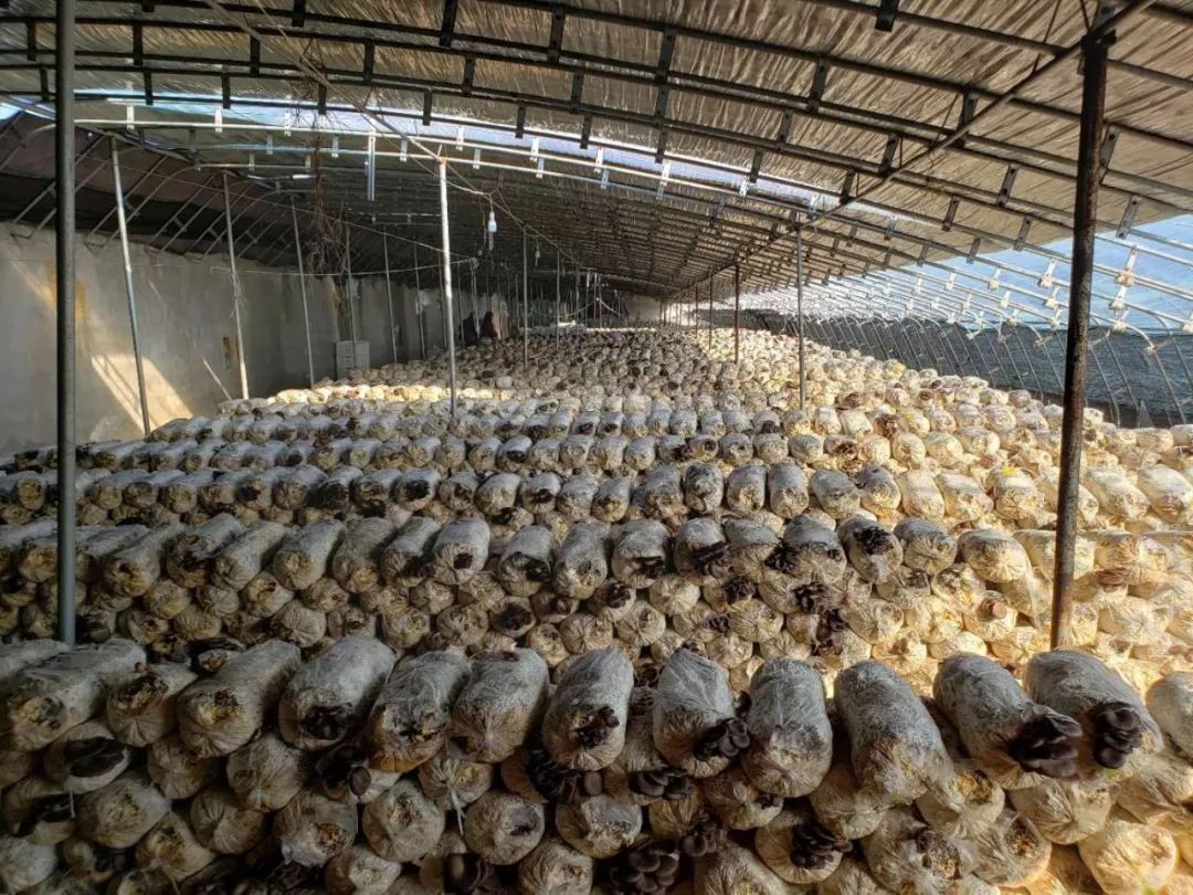 自创业以来,杜庆龙夫妇二人一路风风雨雨,同心协力,扩展蘑菇养殖基地