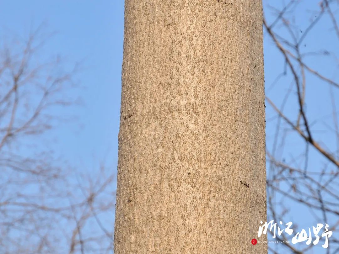 山野博物好看的皮囊千篇一律有趣的树皮百里挑一中