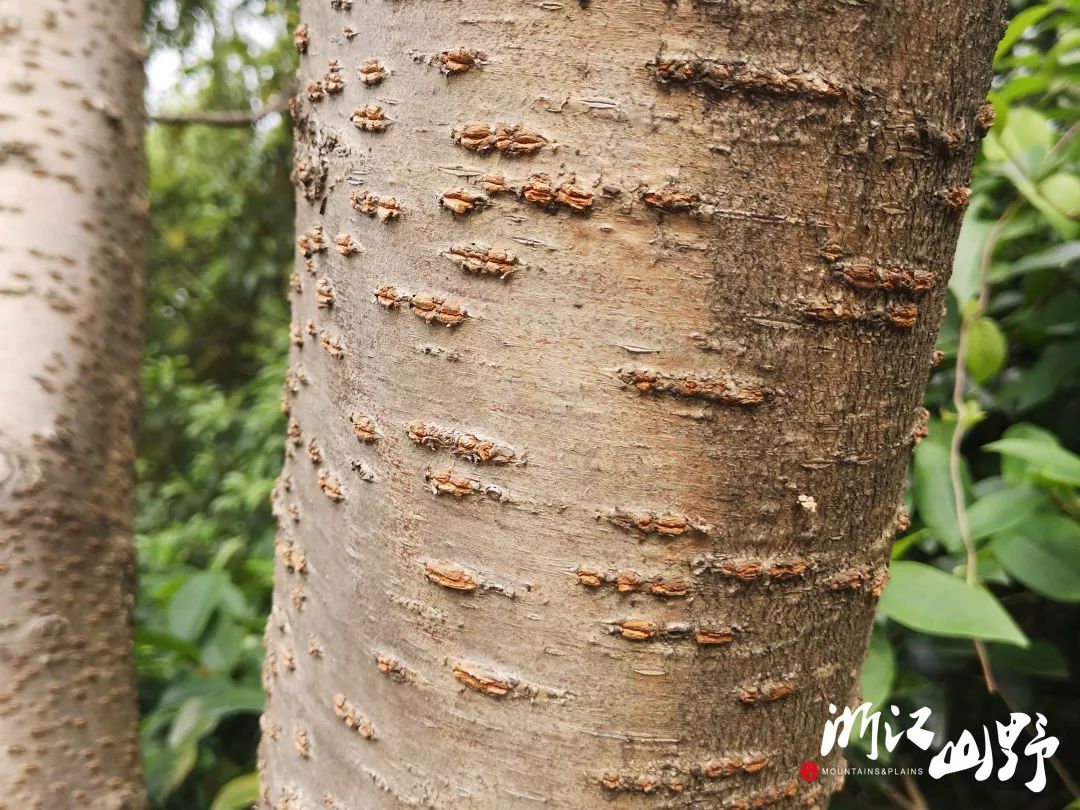 山野博物好看的皮囊千篇一律有趣的树皮百里挑一中