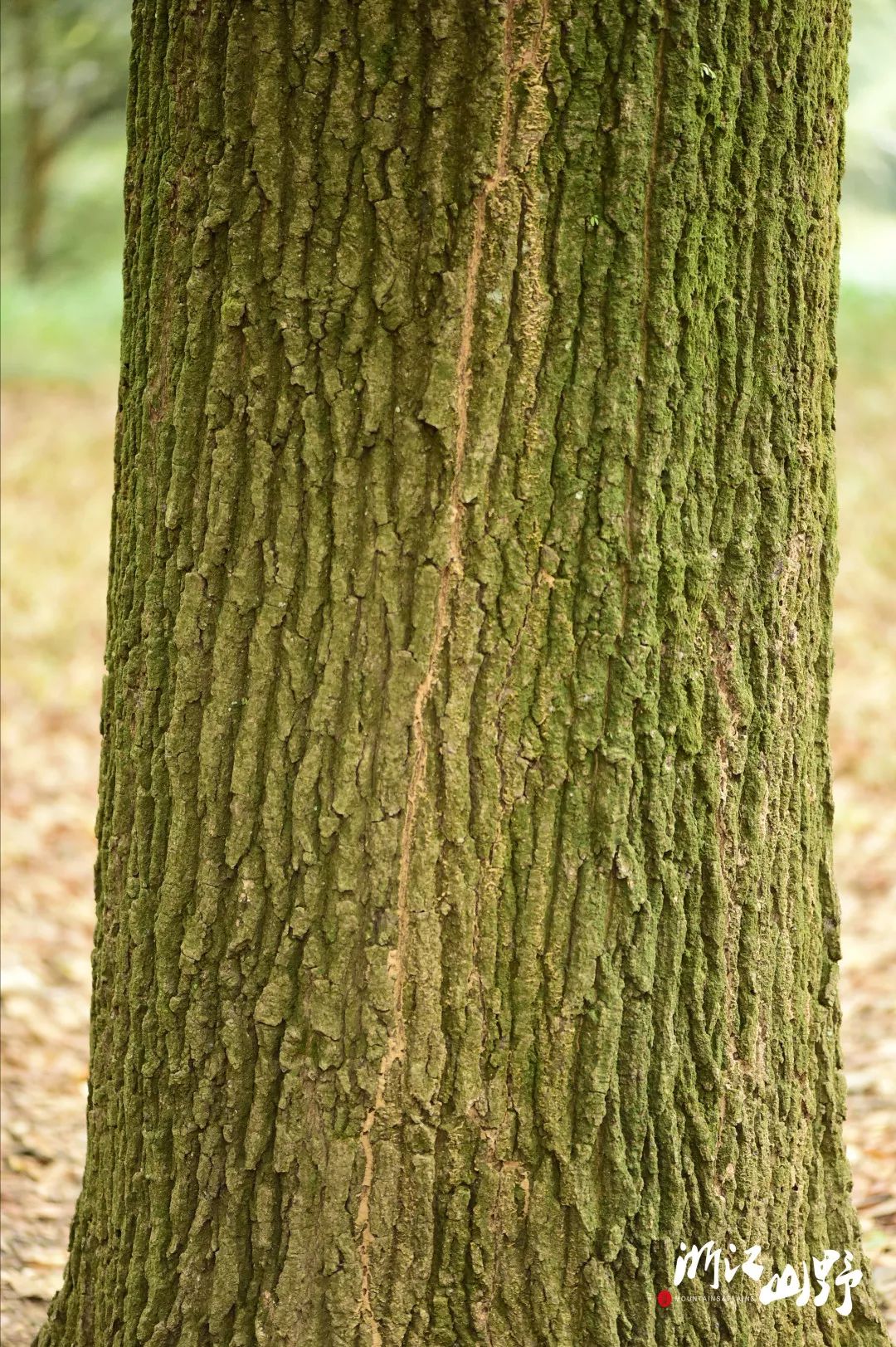 山野博物 | 好看的皮囊千篇一律,有趣的树皮百里挑一(中)_鳞片
