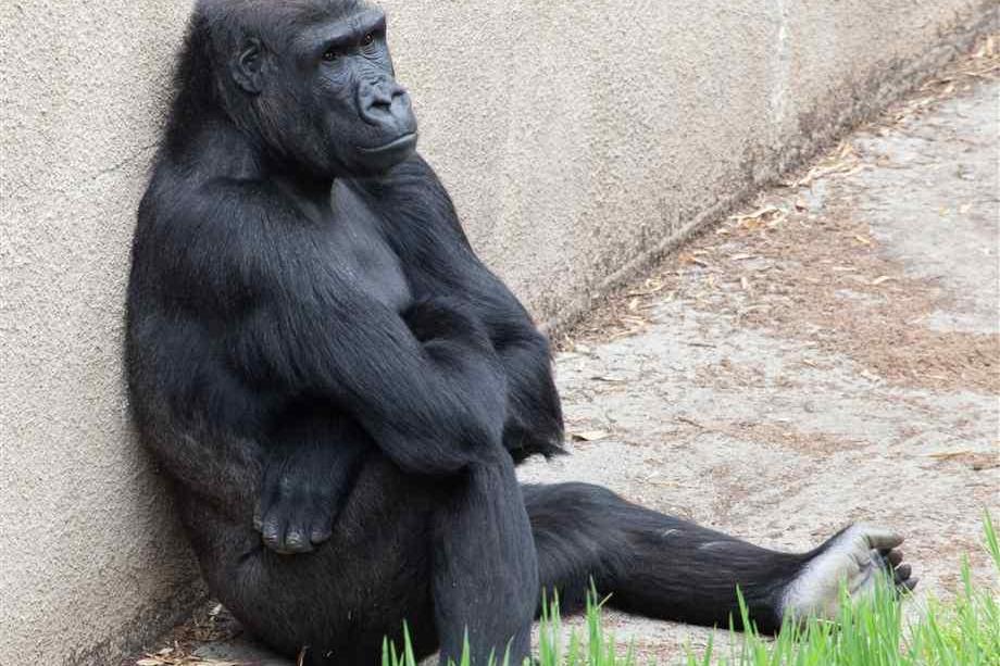 成都动物园,猩猩的舞蹈