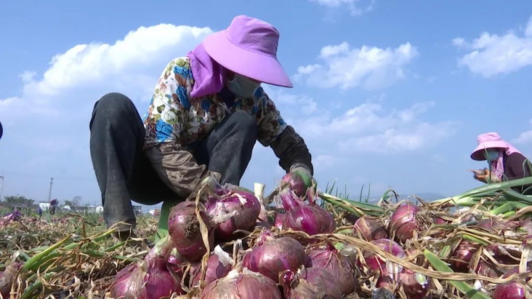 眼下正是我县洋葱丰收的季节,这不仅丰富了人们的菜篮子,还鼓起了种植