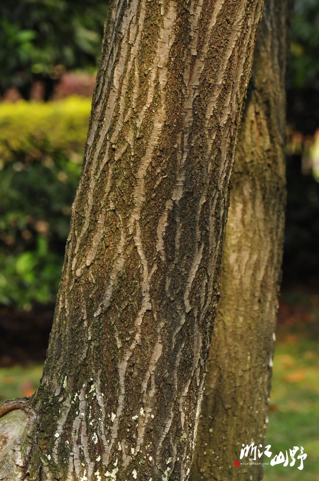 山野博物 | 好看的皮囊千篇一律,有趣的树皮百里挑一(中)
