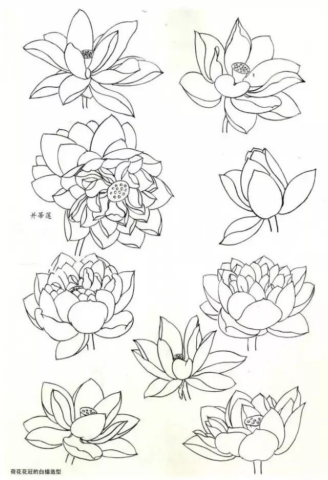 花冠是最美的部分,也是描绘的主要对象.荷花花冠的白描造型