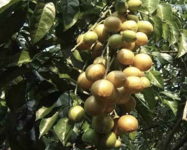 1种野果珍贵有着黄色的果皮人称鼻涕果看到会流口水