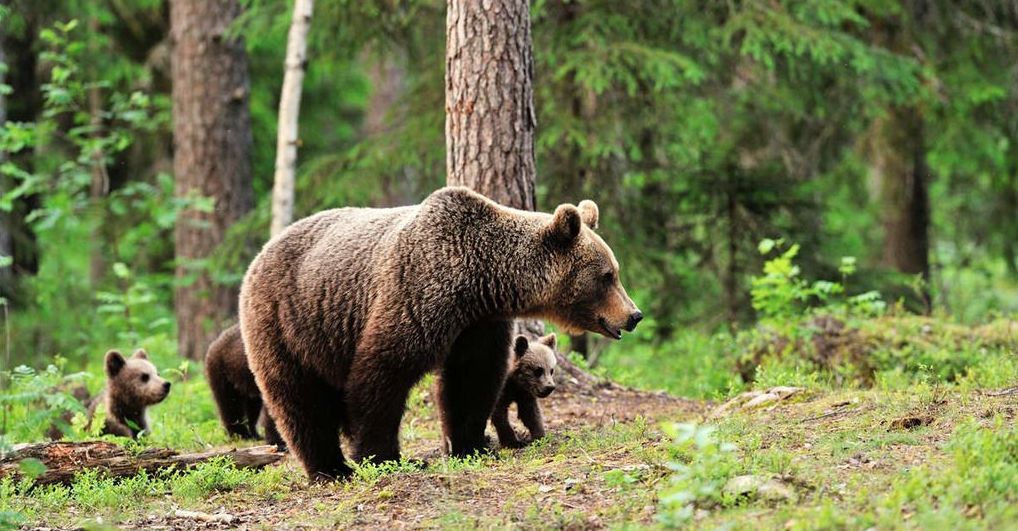 健身专题:五禽戏之熊戏(栏目编辑:颐真)去做,能滋养你灵魂的事情.