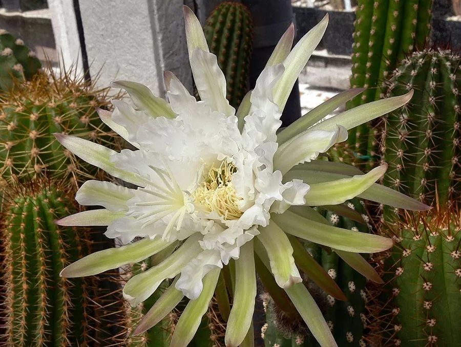 圖鑑一大撥兒仙人球開花美圖太驚豔啦