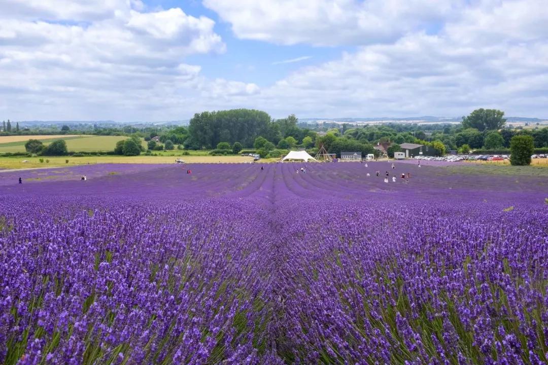 农场的自制蛋糕味道不错,虽然薰衣草蛋糕没什么薰衣草味.