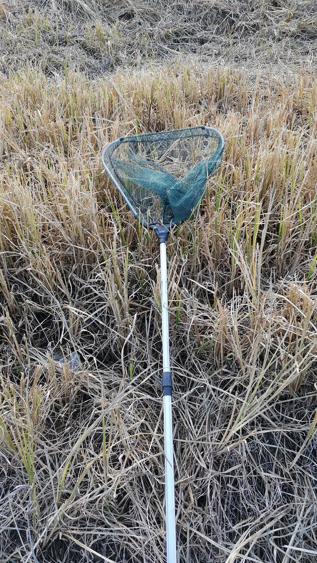 太平时节英雄懒,湖海无边草深深