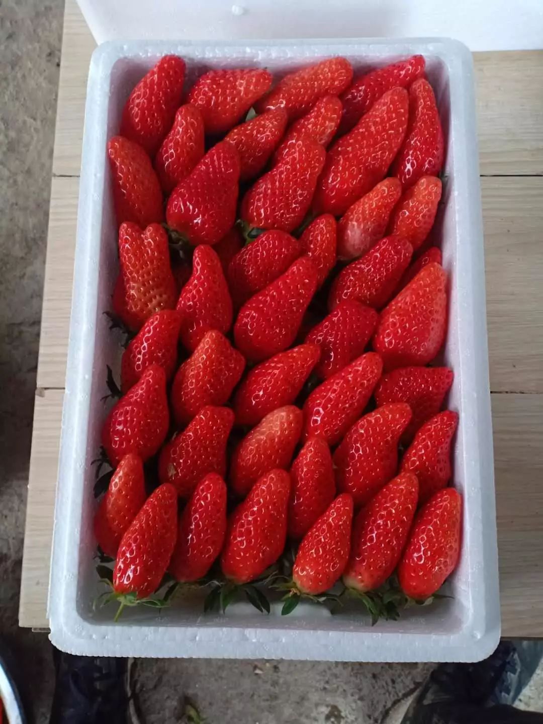 爱心助农东海黄川无公害草莓基地直供免费配送到家