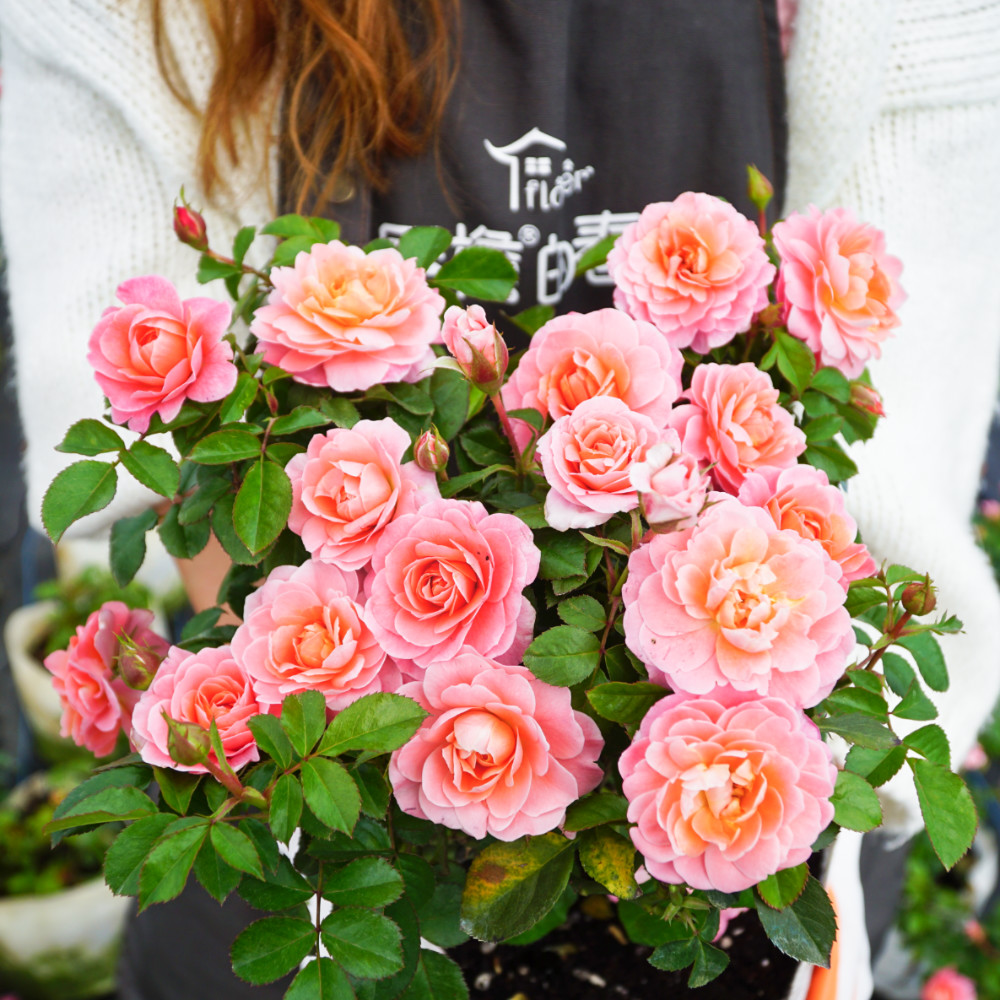 月季芳香王阳台