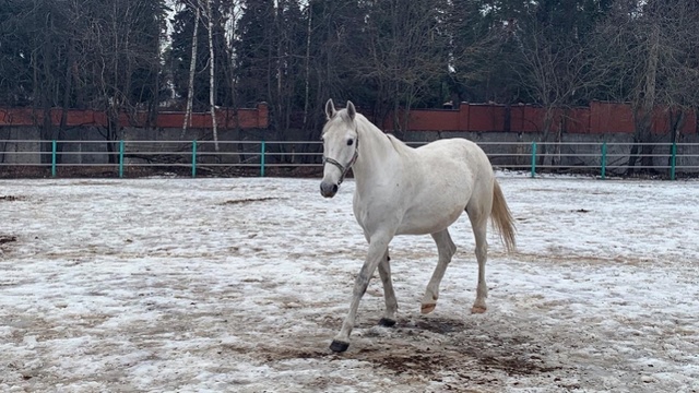 朝鲜从俄罗斯进口12匹纯种马供金正恩骑行白头山