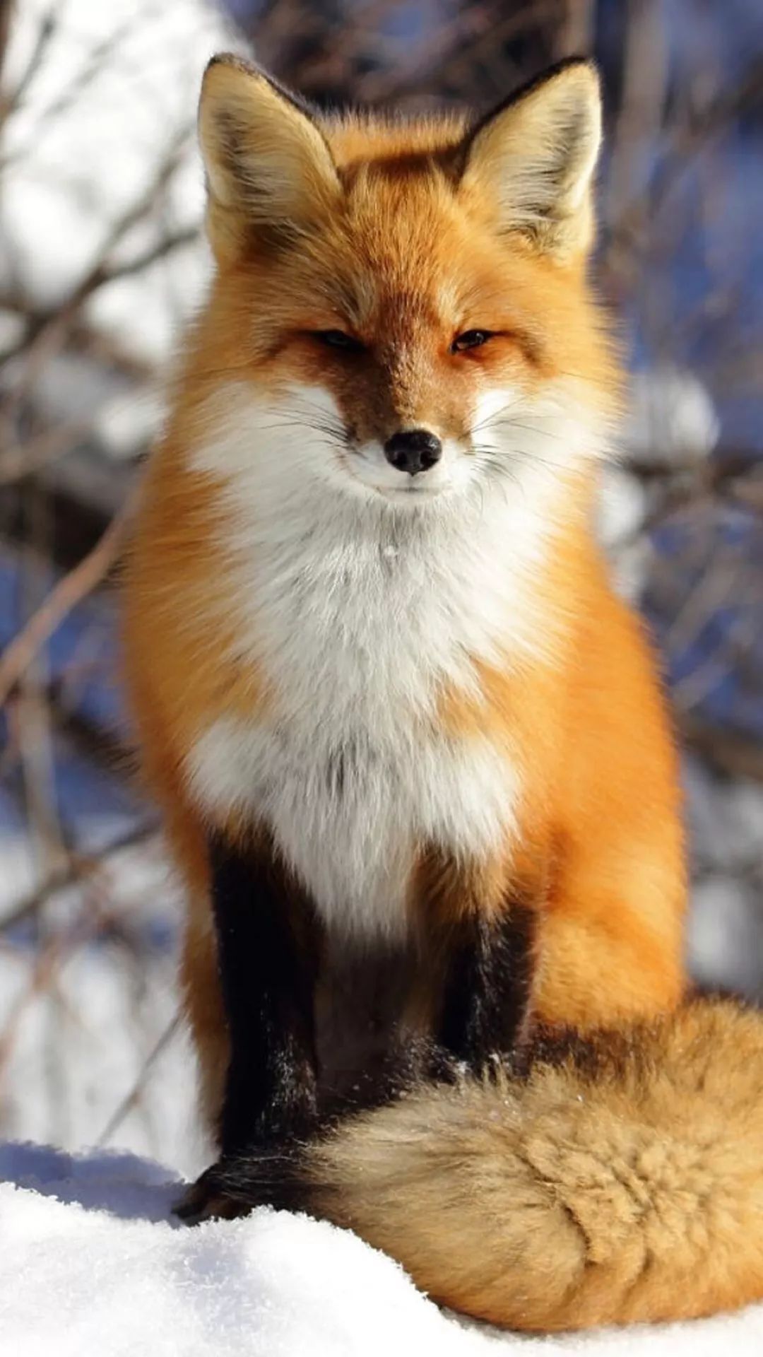 中国狐狸品种大全图片