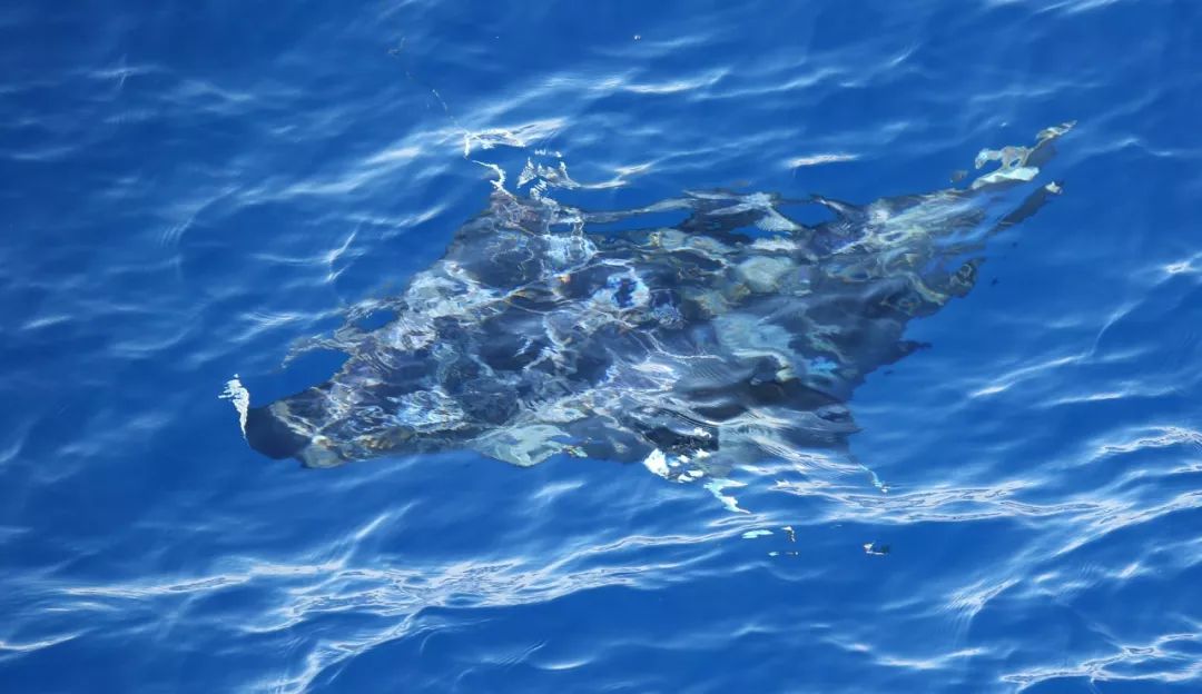 大开眼界!原来出海还能看到这些