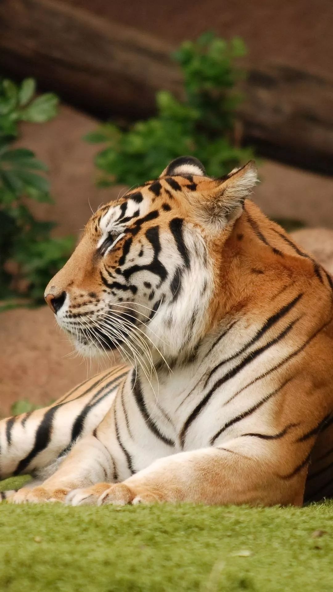 【手机壁纸】老虎,狮子,狐狸,动物世界