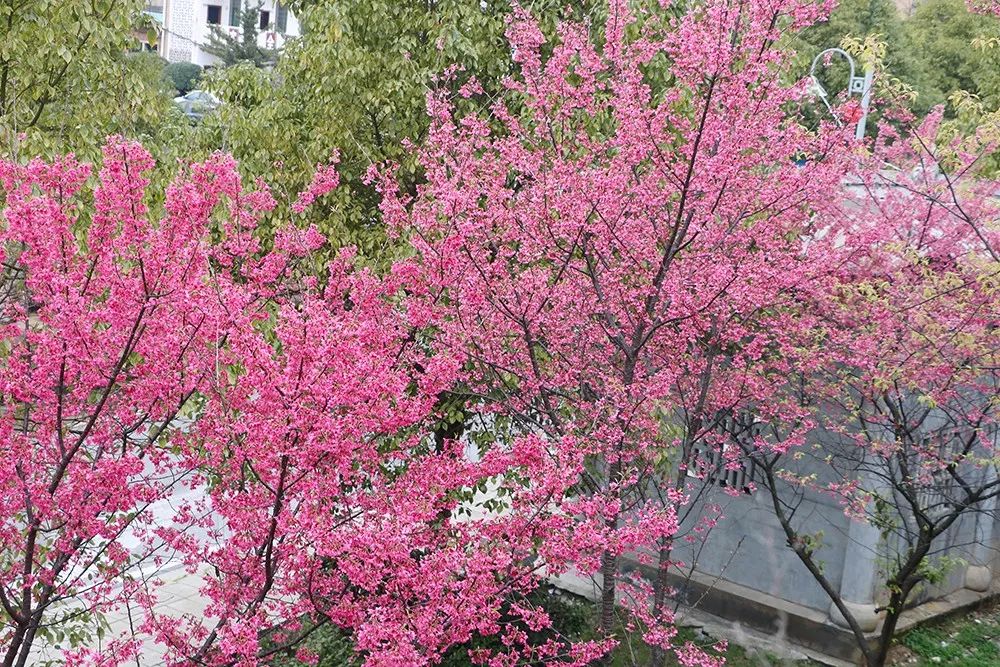 实拍!桂阳,春暖花开!