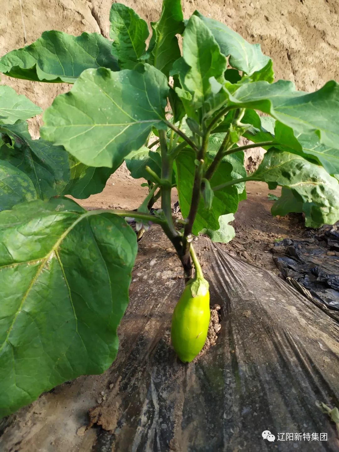 每一轮新成熟的蔬菜总是带给人阳光与希望,您看这小小的茄子秧上,好几