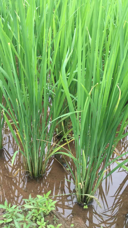 水稻幼苗期图片图片