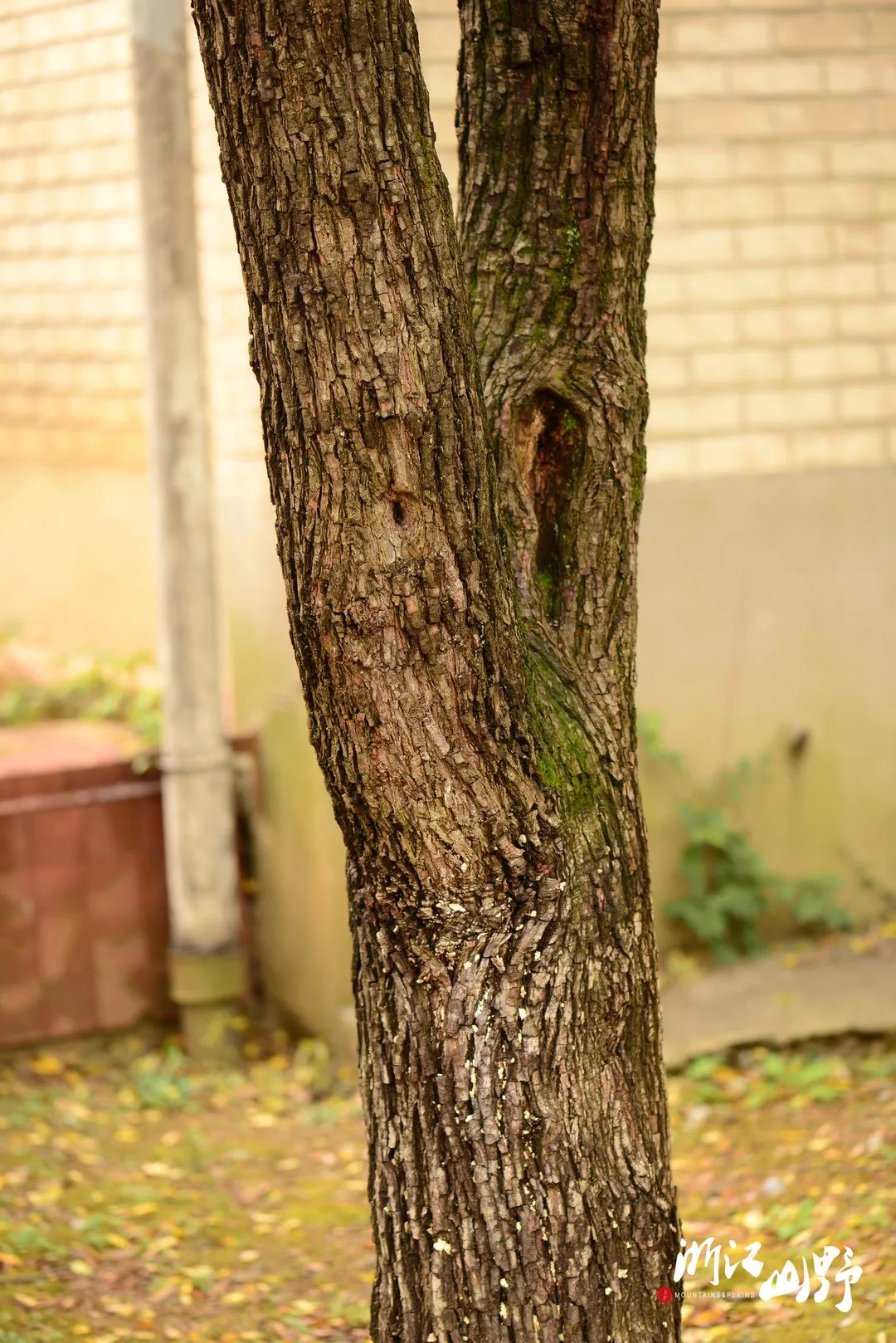 山野博物好看的皮囊千篇一律有趣的树皮百里挑一中