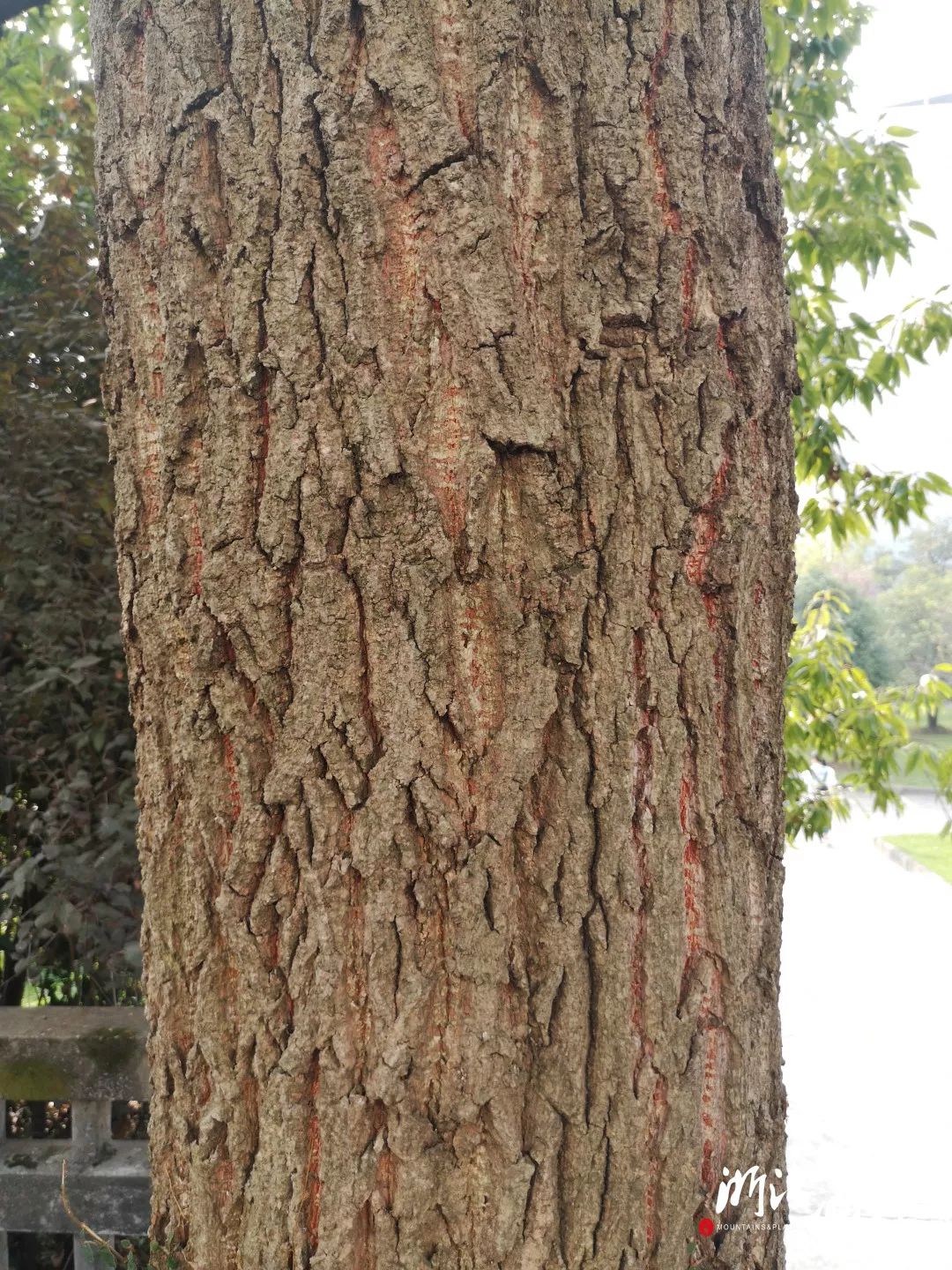 山野博物好看的皮囊千篇一律有趣的树皮百里挑一中