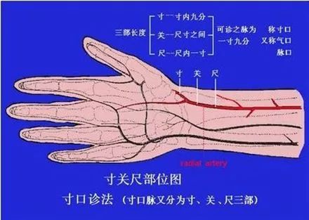 三部九候脉诊位置图图片