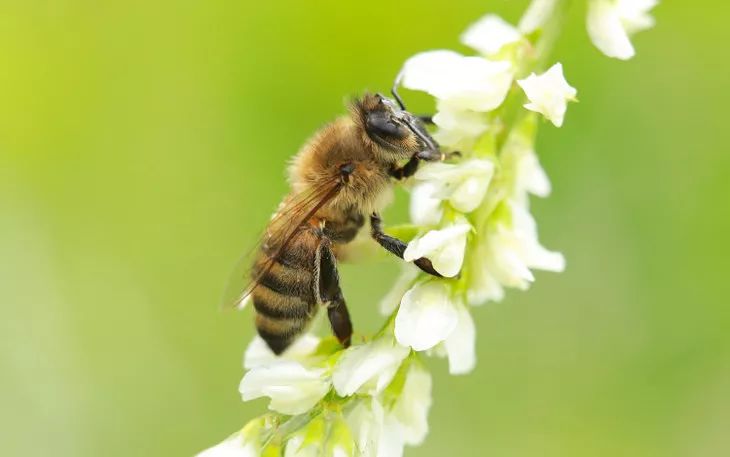 春夏一勺西藏蜜,滋养胜过千金方