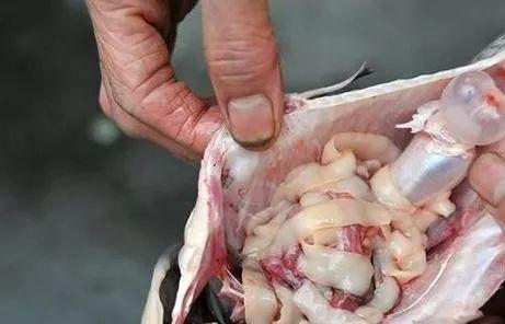 鱼肠肥底肥春天给月季施肥主要有两个侧重点:底肥和开花肥.