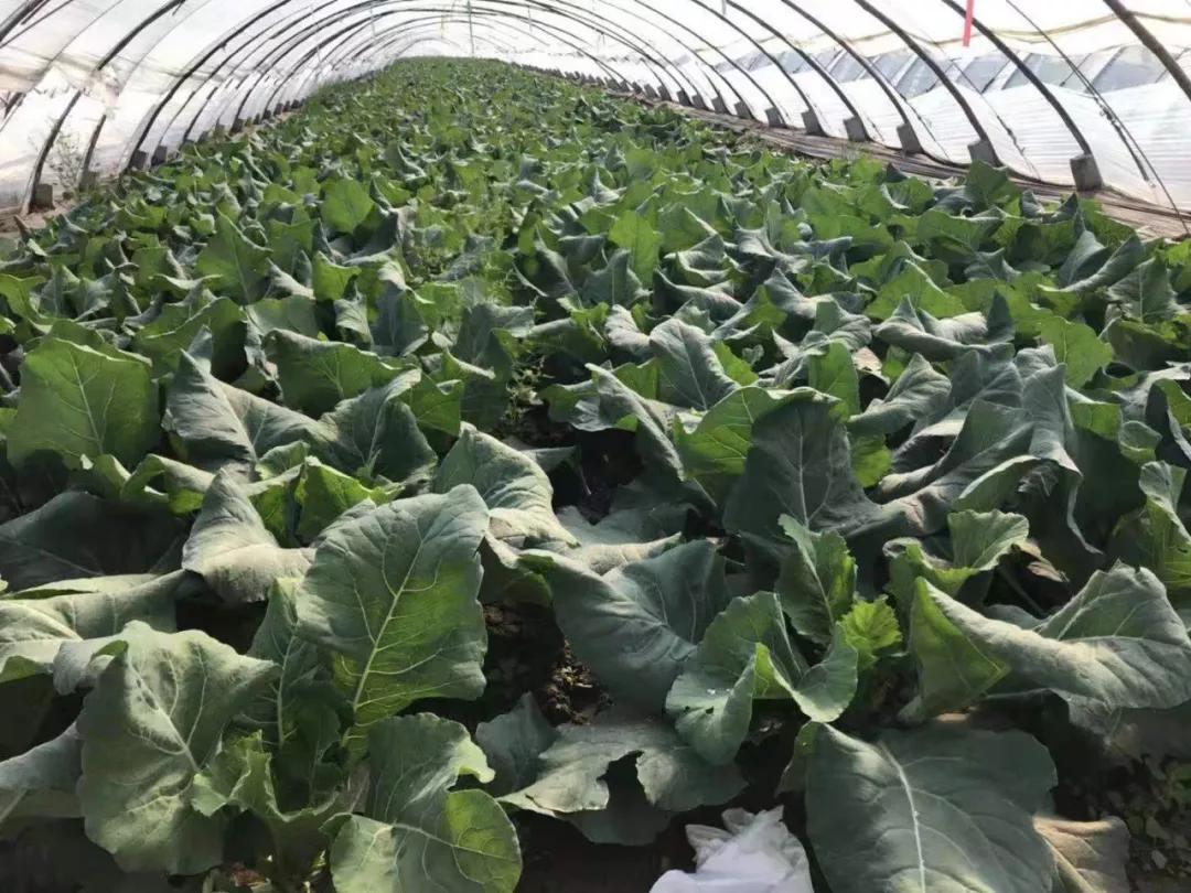 67山东巴迪生物bembc复合微生物酵素在经济作物上的应用