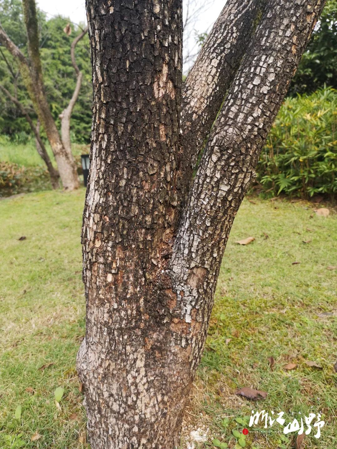 山野博物好看的皮囊千篇一律有趣的树皮百里挑一中