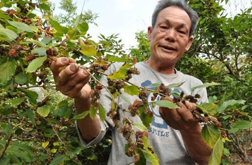 果桑菌核病图片