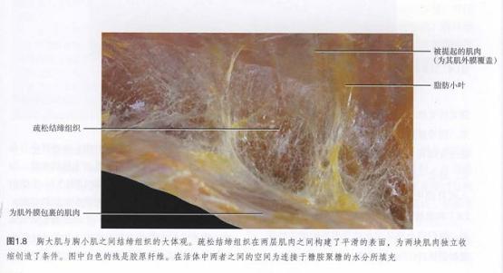 筋膜枪究竟是什么真的有用吗